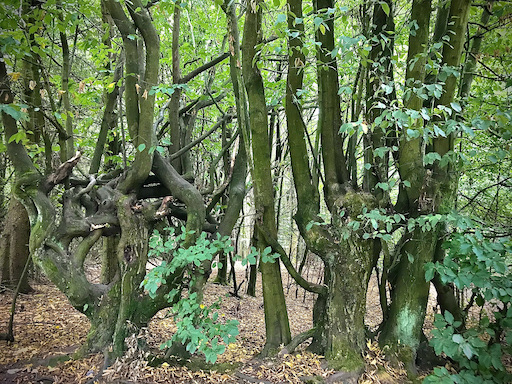 Coaching_BeatrixRey_den Wald_vor_lauter_Bäumen..