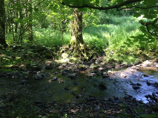 Coaching_in_der_Natur_BeatrixRey